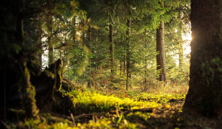 Waldbaden